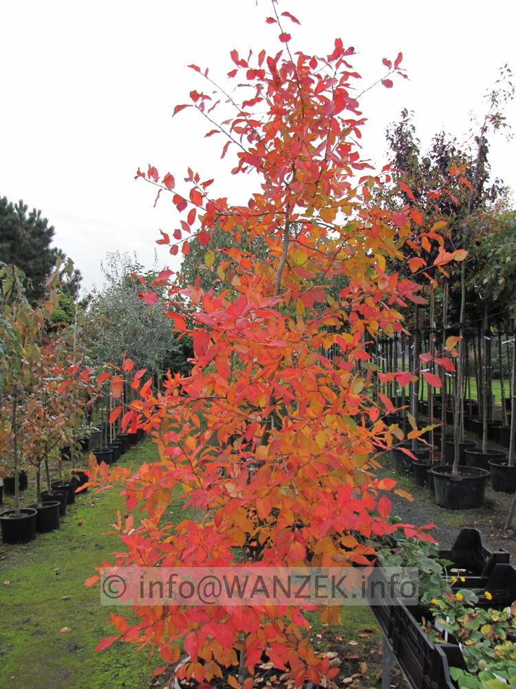 Nyssa sylvatica Herbstfaerbung 02.JPG